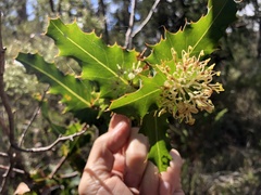 Hakea amplexicaulis