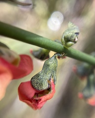 Sphaerolobium grandiflorum