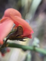 Sphaerolobium grandiflorum