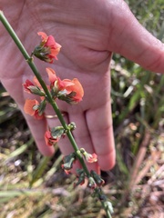 Sphaerolobium grandiflorum
