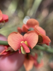 Sphaerolobium grandiflorum