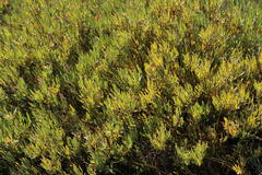 Leucadendron glaberrimum glaberrimum