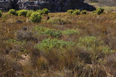 Leucadendron glaberrimum glaberrimum