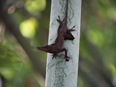 Anolis punctatus
