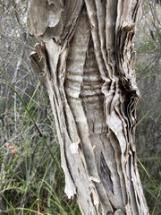 Melaleuca preissiana