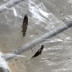 Euborellia annulipes