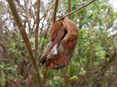 Lasiurus blossevillii