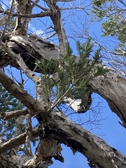 Melaleuca preissiana