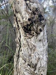 Melaleuca preissiana