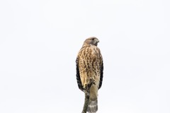 Buteo lineatus lineatus