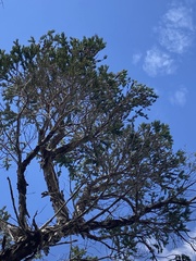 Melaleuca preissiana