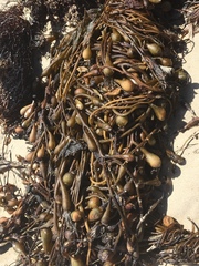Macrocystis pyrifera