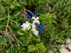 Jasminum fluminense fluminense