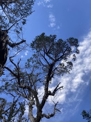 Melaleuca preissiana