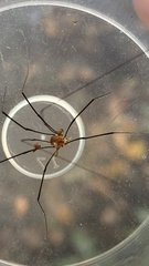 Leiobunum blackwalli