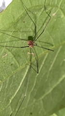 Leiobunum blackwalli