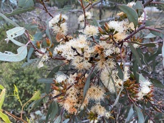 Eucalyptus wandoo