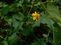 Melampodium microcephalum