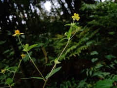 Melampodium microcephalum