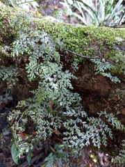 Hymenophyllum fujisanense
