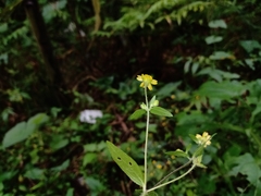 Melampodium microcephalum