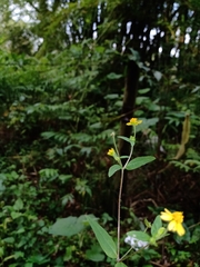 Melampodium microcephalum