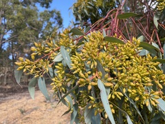 Eucalyptus marginata thalassica