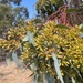 Eucalyptus marginata thalassica - Photo (c) smathichong, algunos derechos reservados (CC BY-NC)