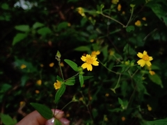 Melampodium microcephalum