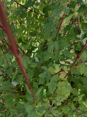 Acer glabrum neomexicanum