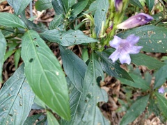 Strobilanthes longespicatus