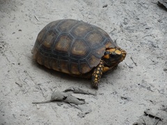 Yellow-Footed Tortoise photo 5