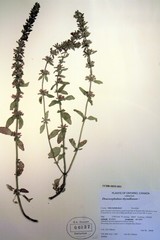 Dracocephalum thymiflorum