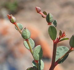 Phyllanthus parvulus garipensis