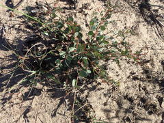 Phyllanthus parvulus garipensis