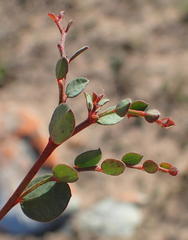 Phyllanthus parvulus garipensis