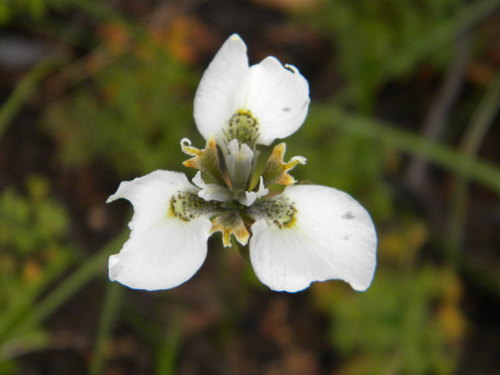 Image of Moraea tricuspidata by no rights reserved