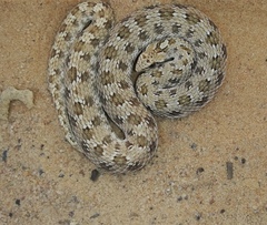 Dipsina multimaculata