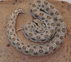 Dipsina multimaculata