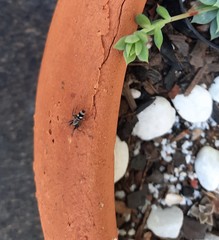 Latonigena