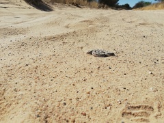 Dipsina multimaculata