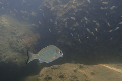 Acanthopagrus schlegelii