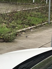 Motacilla alba