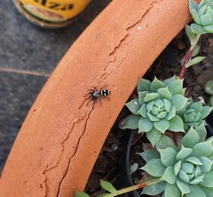 Latonigena