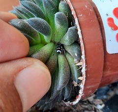 Latonigena