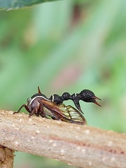 Heteronotus trinodosus