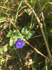Lysimachia arvensis caerulea