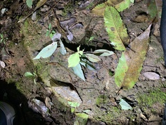 Phylliini