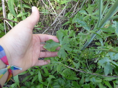 Ranunculus apiifolius
