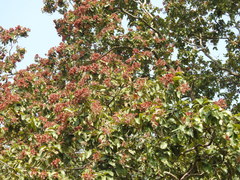 Terminalia paniculata